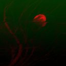 Kerosene Tears - Freakshow