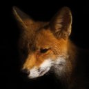 Mike Shannon feat. Flowing - Foxology (Spritz Mix)