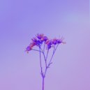 Flaconerry - Broken ()