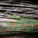 insomniac hotel - Twilight Creatures ()