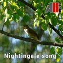 AllVideo - Nightingale song ()