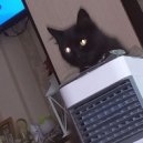 shwaps - water shwaps ()