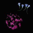 Stolen Pears - Believing In Tulips ()