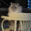 Reef Nyzzy - quak ()