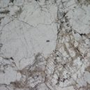 Tony Hoffman - Anthophora