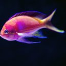 Melita Hanke - Mythical League (Original Mix)